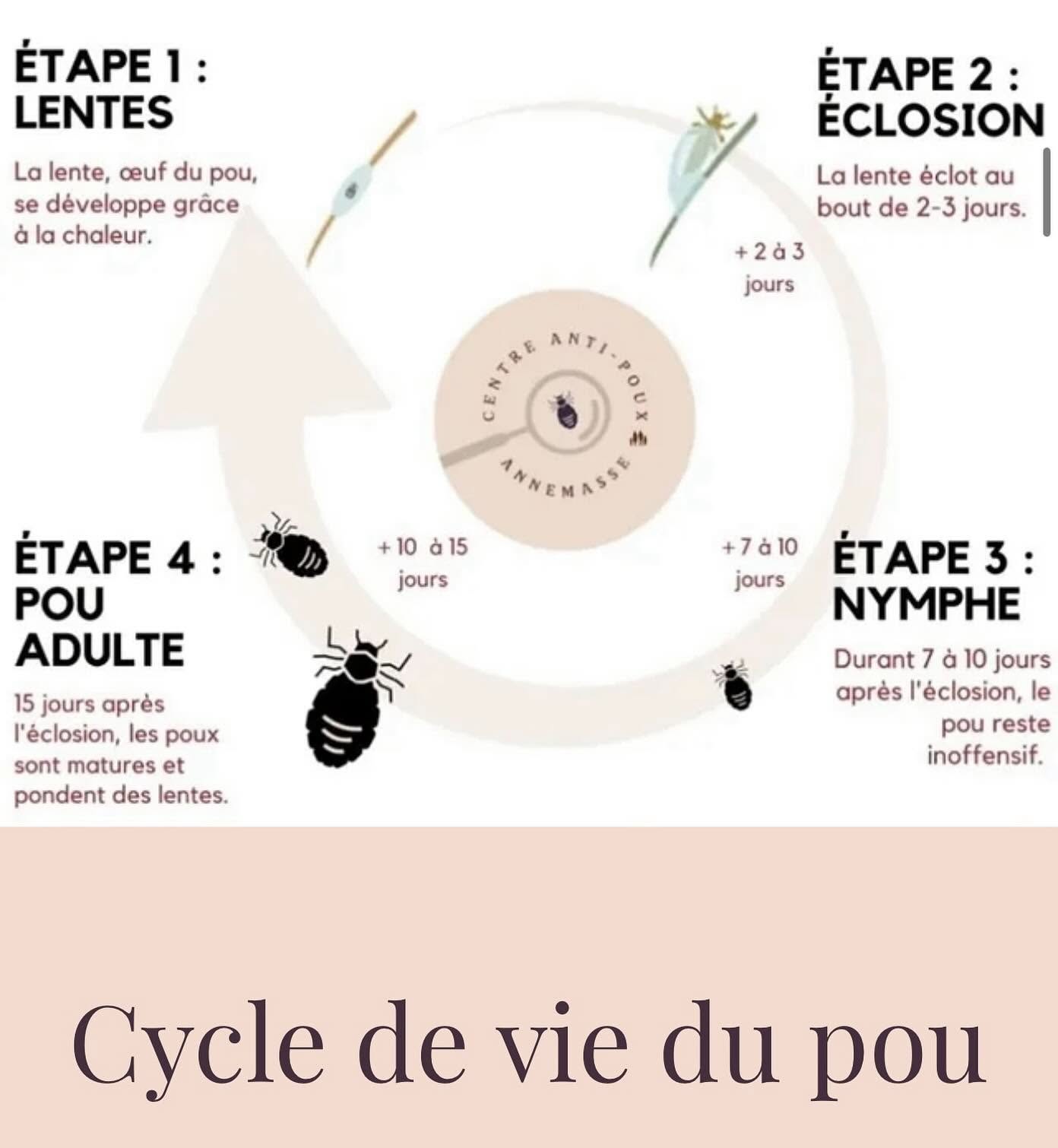 Cycle de vie du pou — infographie